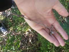 Eucalyptus botryoides