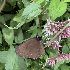 Euploea eunice hobsoni