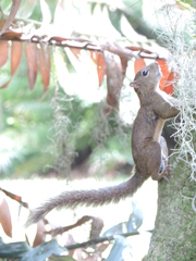 Sciurus aestuans ingrami