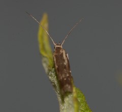 Lepidoptera