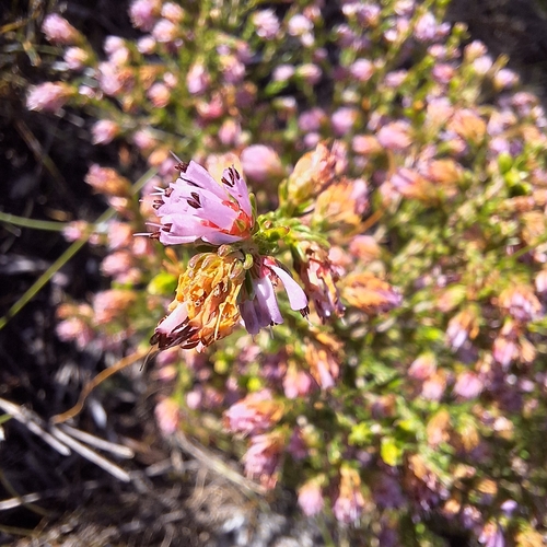 Erica labialis, photograph 3