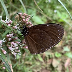 Euploea eunice hobsoni