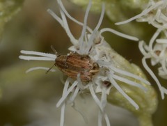 Acanthoscelidina