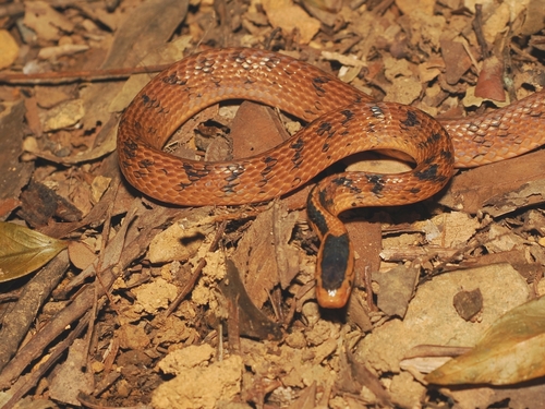 Stanley's Slug Snake, Pareas stanleyi