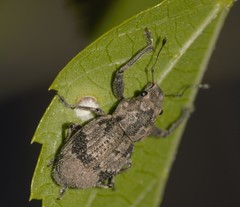 Pantomorus postfasciatus