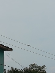 Columbina talpacoti