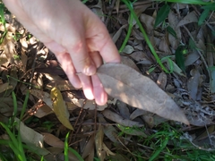 Eucalyptus botryoides