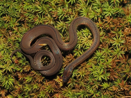 Huang’s Odd-scaled Snake, Achalinus huangjietangi