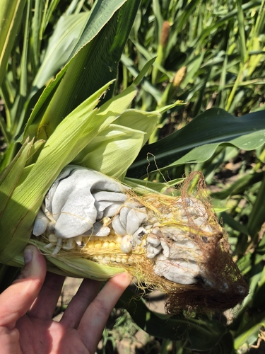 Corn Smut