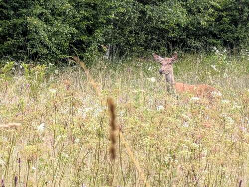 Red Deer