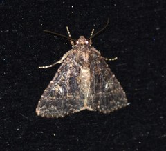 Condica albigera