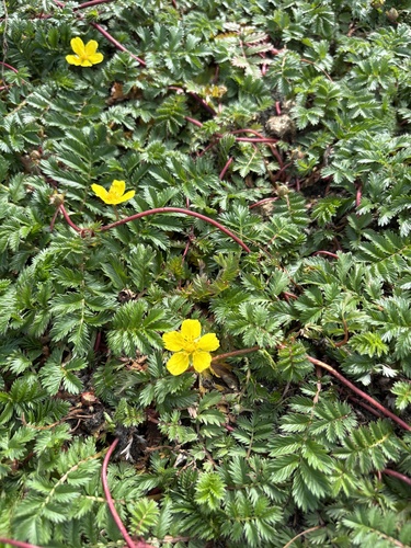 common silverweed