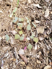 Claytonia rubra rubra