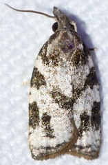 Cenopis vabroui