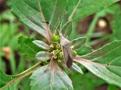 Chariesterus antennator