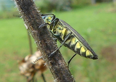 Paracupta lamberti