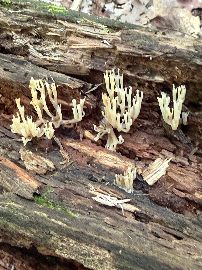 crown-tipped coral fungus · July 2026 · photo: Photo: no rights reserved · iNaturalist