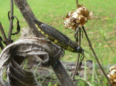 Paracupta lamberti