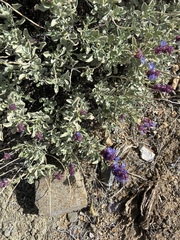 Salvia dorrii
