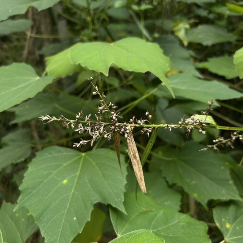 Scleria scrobiculata observed 2026-07-31