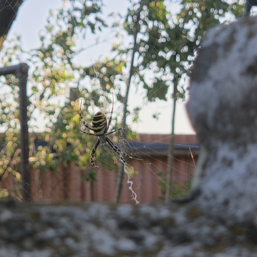 Wasp Spider