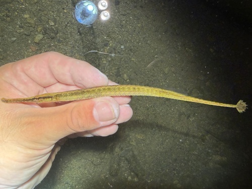 Microphis brachyurus observed 2026-07-31
