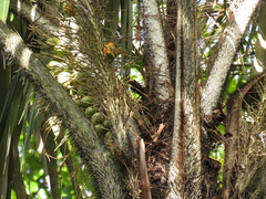 Astrocaryum aculeatum