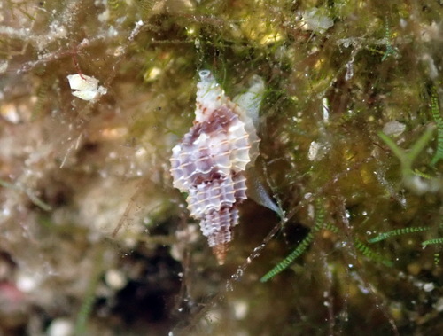 Raphitoma purpurea observed 2026-07-29