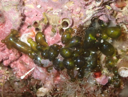 Valonia utricularis observed 2026-07-29