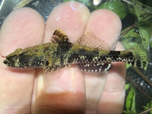 Tweevlek-zandgrondel (Psammogobius biocellatus) — Gobiidae — 2