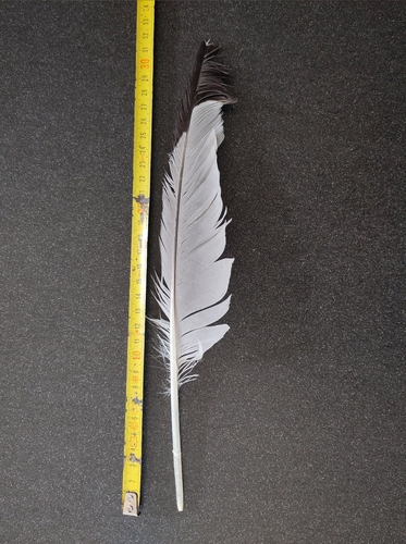 Plume de Goéland leucophée