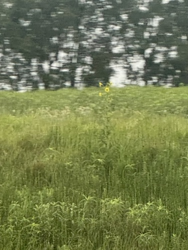 compass plant