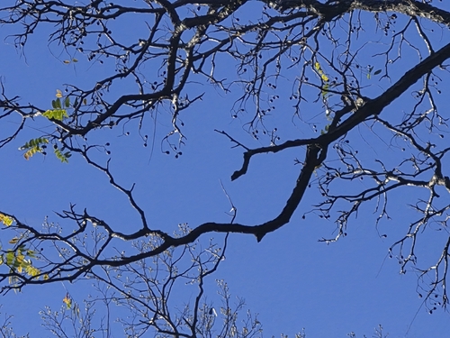 Cedrela fissilis, photograph 4