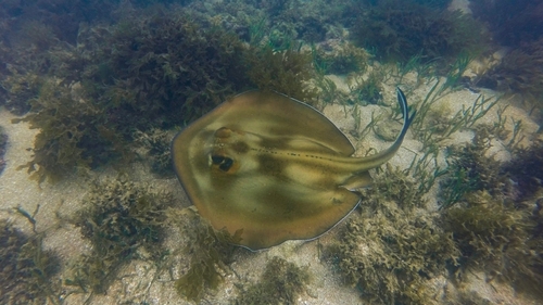 Brazilian large-eye stingray (Hypanus marianae) — Dasyatidae — 4
