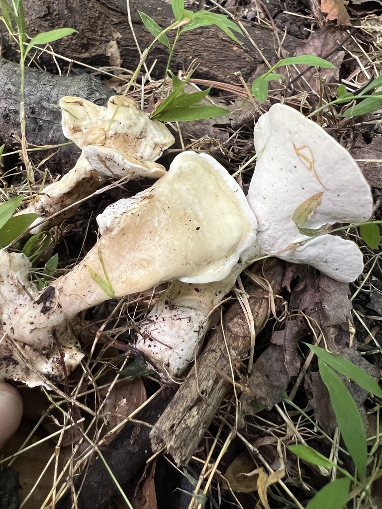 Loweomyces fractipes · July 2026 · photo: Photo: no rights reserved · iNaturalist