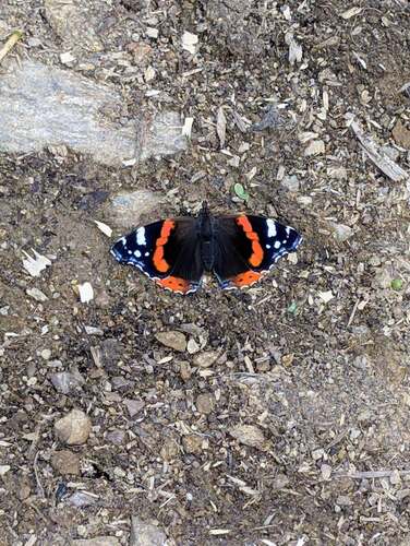 Red Admiral