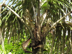 Astrocaryum aculeatum