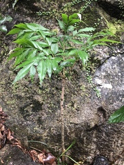 Amorphophallus kiusianus
