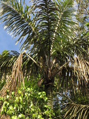 Astrocaryum aculeatum