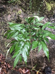 Amorphophallus kiusianus