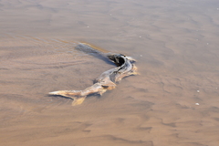 Polyodon spathula