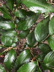 Amorphophallus kiusianus