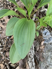 Arnoglossum plantagineum