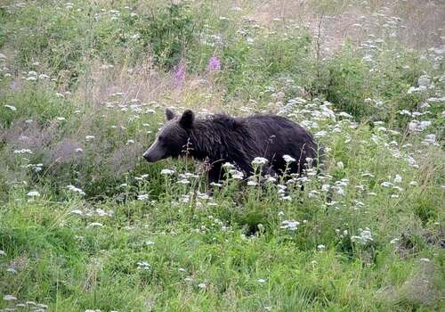 Eurasian Brown Bear