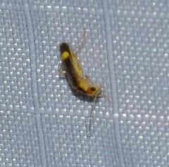 Malthinus occipitalis