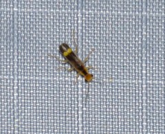Malthinus occipitalis