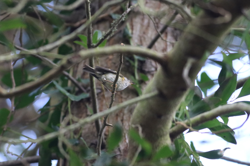 Madeira Firecrest (Regulus madeirensis), photo 9