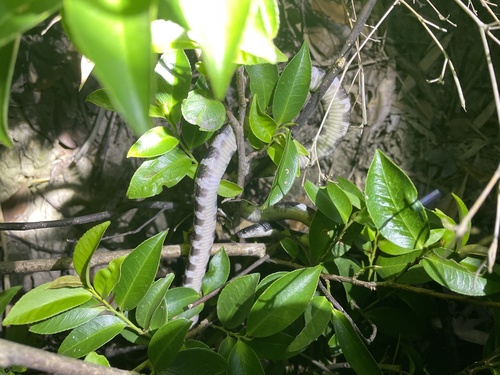 Many-banded Krait