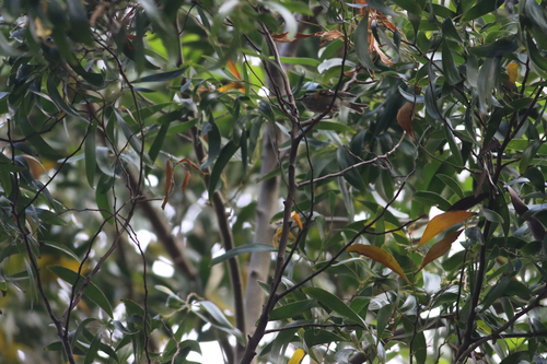 Madeira Firecrest (Regulus madeirensis), photo 8