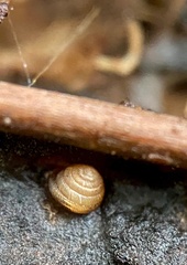 Strobilops labyrinthicus